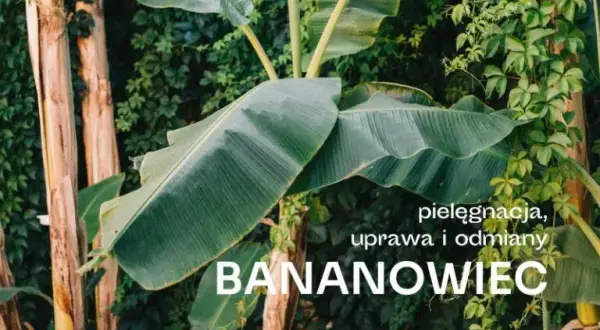 Jak dbać o bananowiec, aby pięknie kwitł i nie usychał