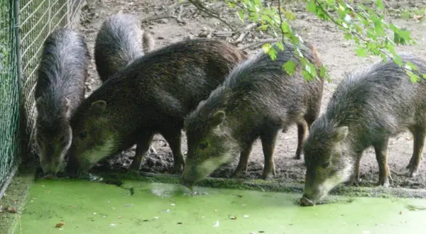 Un groupe de pécaris, une espèce de porc sauvage d'Amérique, boit dans une mare verdâtre.