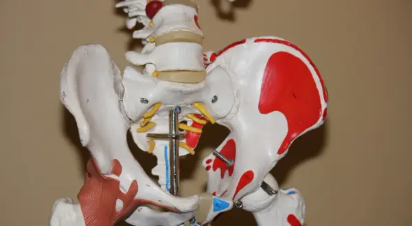 Modello anatomico del bacino e della colonna vertebrale, con dettagli rossi sull'osso iliaco, che illustra la complessa articolazione dell'anca a scatto.