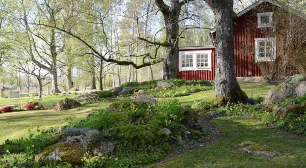 Ett rött hus med vita fönster omgivet av en lummig cottage garden i full blom. Träd med nya gröna blad ger skugga.