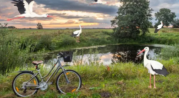 Rower czeka nad stawem, a bociany krążą nad łąką. To idealne miejsce na odkrywanie podlaskiego szlaku bocianiego.