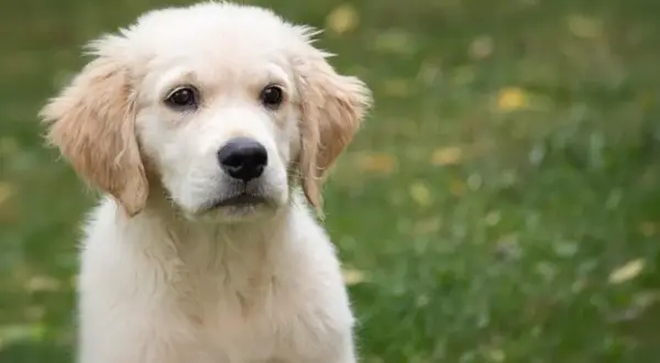 Ile karmy dla szczeniaka golden retriever - uniknij błędów w karmieniu