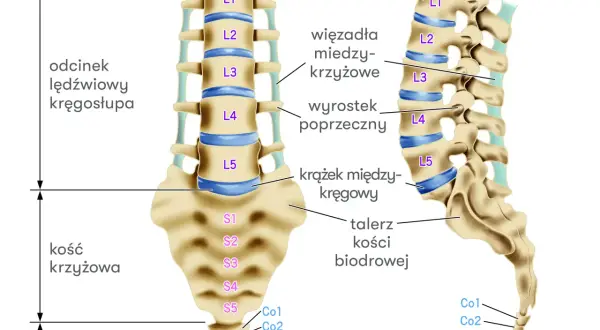 Ilustracja anatomiczna odcinka lędźwiowego kręgosłupa, kości krzyżowej i ogonowej z opisami.