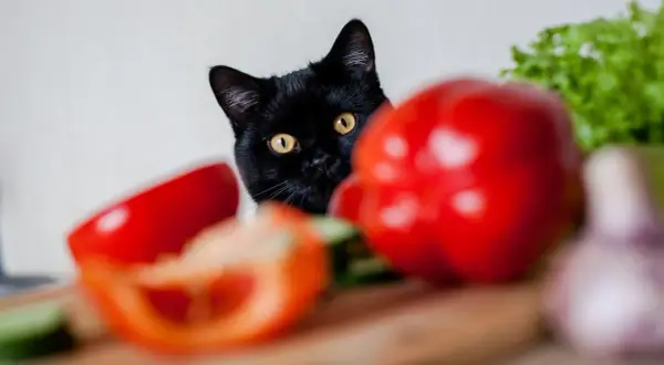 Jabłka dla kota: Bezpieczny miąższ, toksyczne pestki?