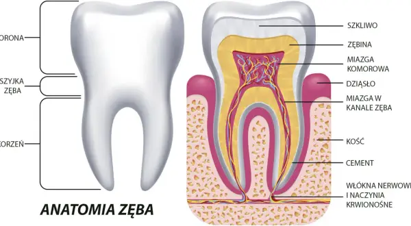 Anatomia zęba: szkliwo, zębina, miazga, dziąsło i korzeń. Choć ząb nie jest kością, jego struktura jest złożona.