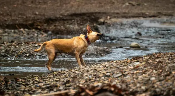 Perro marrón sacudiendo agua en un arroyo, un ejemplo de porque se sacuden los perros para secarse.