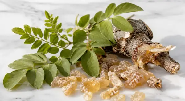 Boswellia na co? Na zdrowie! Fragment drzewa z żywicą i gałązka z liśćmi.