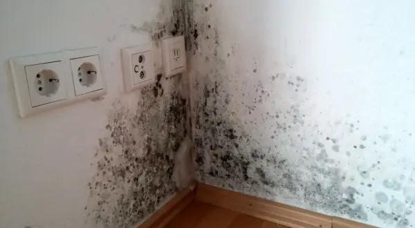 Stockflecken an der Wand, hier in einer Ecke nahe Steckdosen, deuten auf Feuchtigkeitsprobleme hin. Ursache für Schimmelbildung.