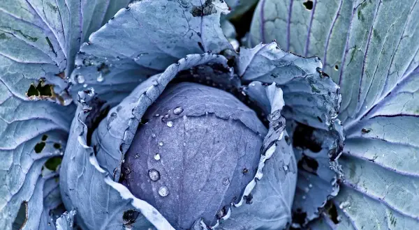 Ein frisch gewachsener Rotkohl im Garten, dessen Blätter von Tautropfen bedeckt sind. Die lila Farbe des Gemüses ist intensiv.