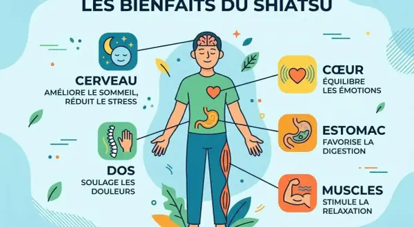 Le shiatsu, c'est quoi ? Une illustration montre les bienfaits du shiatsu pour le cerveau, le dos, le cœur, l'estomac et les muscles.