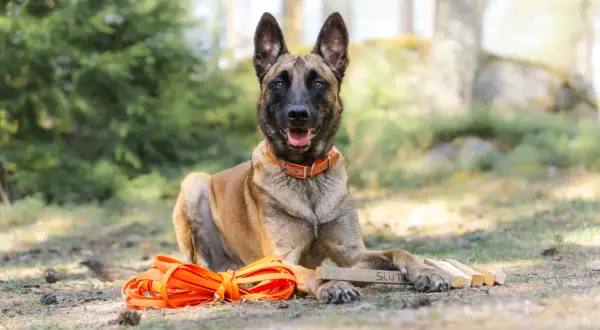 Malinois z pomarańczową smyczą i zabawką "SLUT" leży w lesie. Zastanawiasz się, ile kosztuje szkolenie psa?