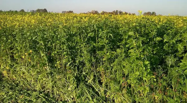 Pole pełne zielonych roślin i żółtych kwiatów. To mieszanka poplonowa na słabe gleby, która poprawia ich strukturę i żyzność.