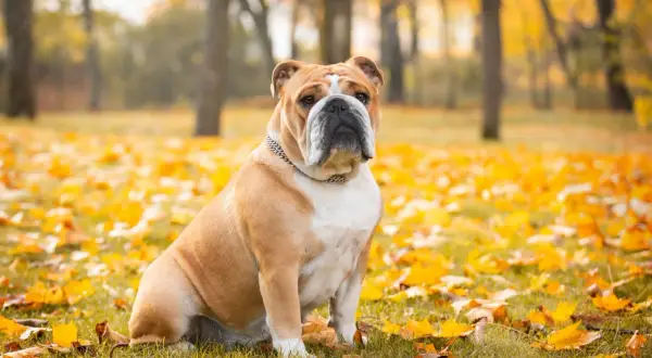 Eine englische Bulldogge sitzt im Herbstlaub. Die Erziehung dieser Rasse erfordert Geduld und Verständnis.