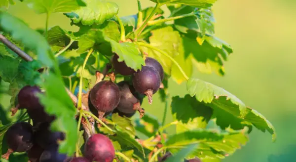 Reife Jostabeeren hängen an einem Strauch. Bald ist Erntezeit, dann werden die Beeren geschnitten.