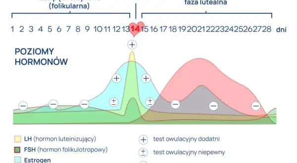 Wykres poziomu hormonów w cyklu menstruacyjnym. Estradiol badać najlepiej w fazie folikularnej, gdy jego poziom rośnie.