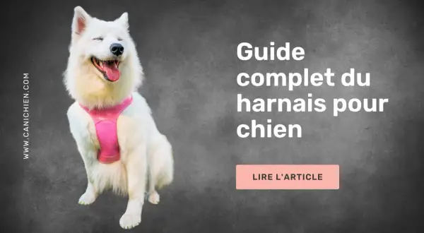 Un chien blanc heureux porte un harnais rose. Ce guide complet vous aide à savoir comment choisir un harnais pour chien.