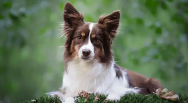 Piękny pies rasy border collie, jedna z wielu nowych ras psów, leży na mchu.