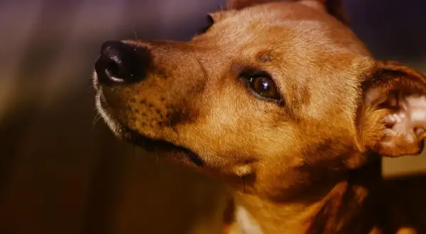 Primer plano de un perro marrón, con el hocico y el ojo visibles. Me pregunto por qué mi perro me mira fijamente.