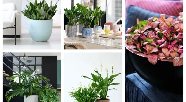 Rośliny doniczkowe cieniolubne: sansewieria, zamiokulkas, fittonia, monstera, skrzydłokwiat. Idealne do każdego wnętrza.