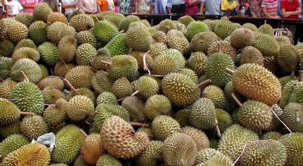 Enorm mängd taggiga durianfrukter ligger upplagda. Människor står bakom och tittar på den rikliga skörden av durian.