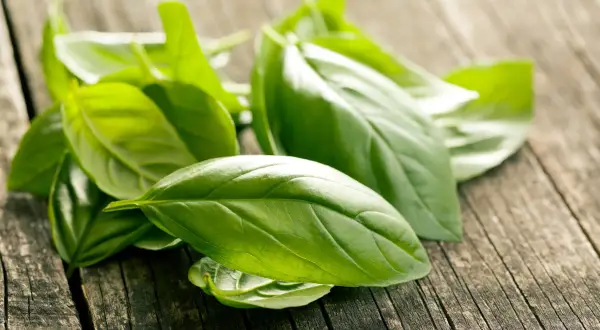 Świeża bazylia na drewnianym blacie. Idealna do pesto, sałatek i sosów. Co zrobić ze świeżą bazylią?