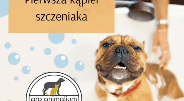 Pierwsza kąpiel szczeniaka: kiedy i jak bezpiecznie to zrobić?