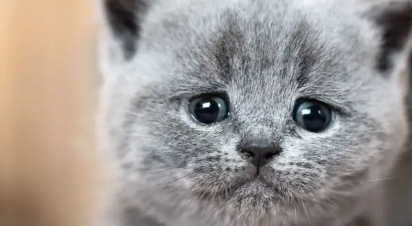 Un gatito gris con ojos grandes y tristes parece que los gatos lloran.