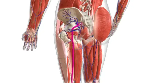 Dettaglio anatomico del bacino e delle gambe, con evidenziati i muscoli, i vasi sanguigni e i nervi. L'infiammazione nervi può causare dolore in quest'area.