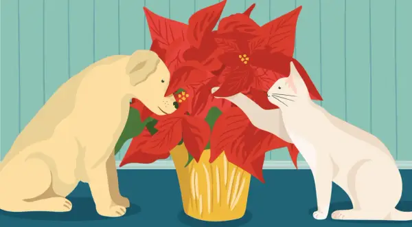 A curious dog and cat investigate a bright red poinsettia, prompting the question: are poinsettias poisonous?