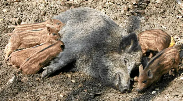 Dzik na osiedlu? Sprawdź, co robić, by być bezpiecznym!