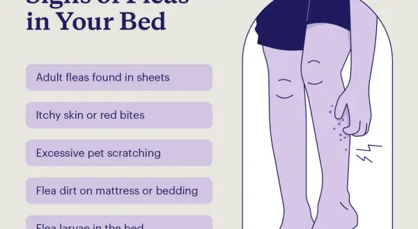 Signs of fleas in bed include itchy skin, red bites, and flea dirt. Illustration shows legs with bites.