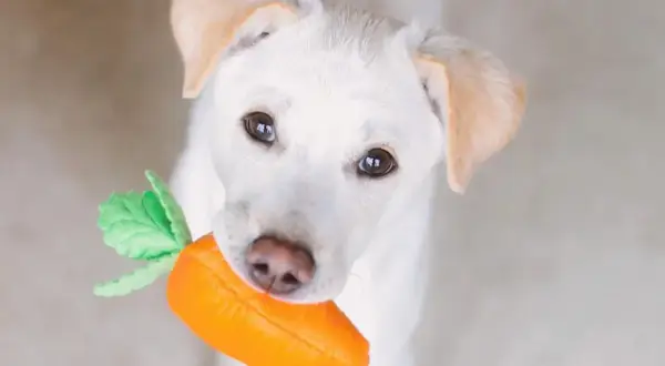 A white puppy holds a plush carrot toy, looking up with curious eyes. This image makes you wonder, "can dogs eat carrots?