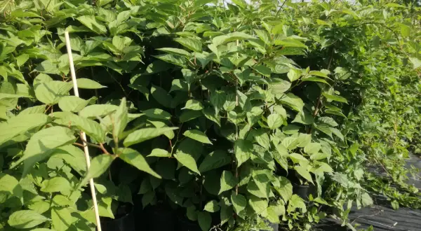 Rząd młodych krzewów mini kiwi dr Szymanowski w czarnych doniczkach, gotowych do sadzenia.