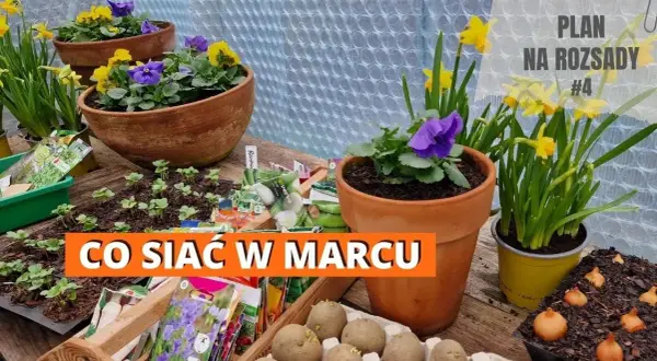 Co siać w marcu pod folią, aby uniknąć przymrozków i uzyskać plony