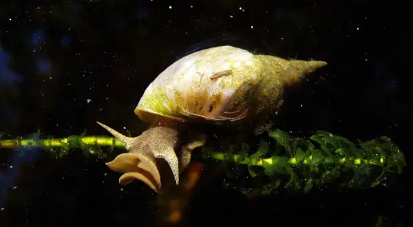 Une limnée des étangs, avec sa coquille spiralée, s'accroche à une plante aquatique verte dans l'obscurité.