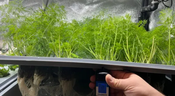 En hand håller en ph-mätare vid rötterna av dillplantor i ett hydroponiskt system. Mätaren visar 0.9 mS/cm och 21.0°C.