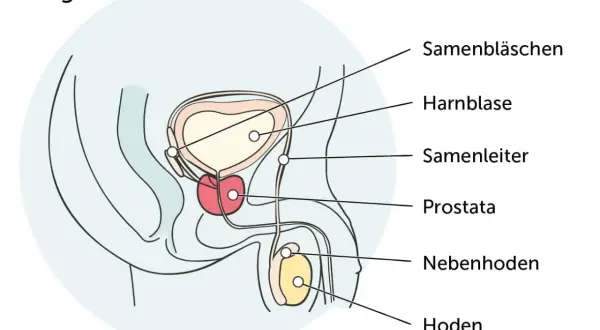 Anatomische Darstellung der Prostata. Bei fortgeschrittenem Prostatakrebs mit Streuung kann die Lebenserwartung variieren.