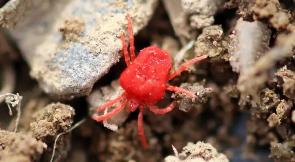 Ein winziges, leuchtend rotes Samtmilben-Jungtier mit acht Beinen krabbelt über erdigen Boden. Sein auffälliges Aussehen rote Vogelmilbe ist unverkennbar.