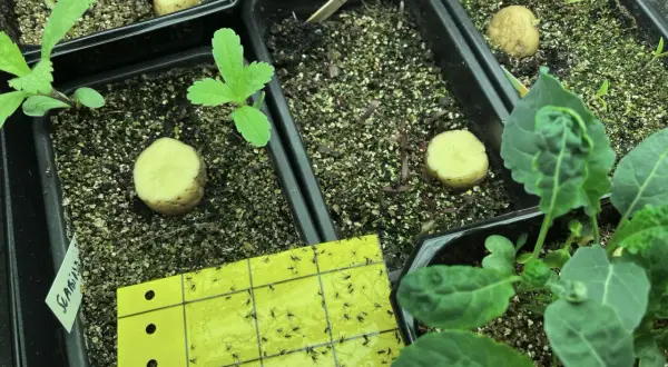 Gul klisterfälla full med sorgmyggor, en metod för att bli av med sorgmyggor i krukor med plantor och potatisbitar.