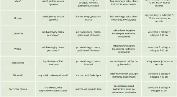 Tabela podpowiada, czym pryskać drzewa owocowe na wiosnę, uwzględniając gatunek, choroby, terminy i fazy rozwojowe.