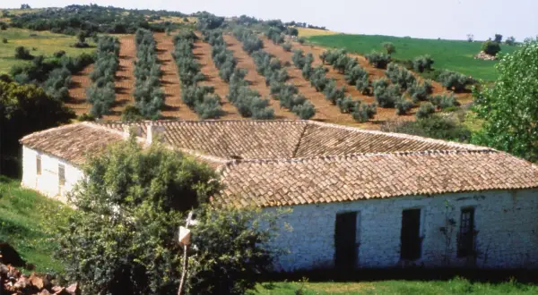 Altes Bauernhaus mit Ziegeldach, umgeben von Olivenhainen auf einem Hügel. Ein Ort, der die Bedeutung von Land und Tradition widerspiegelt.