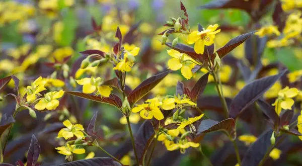Gula blommor med mörka blad, en vacker men potentiellt praktlysing invasiv växt som sprider sig snabbt.