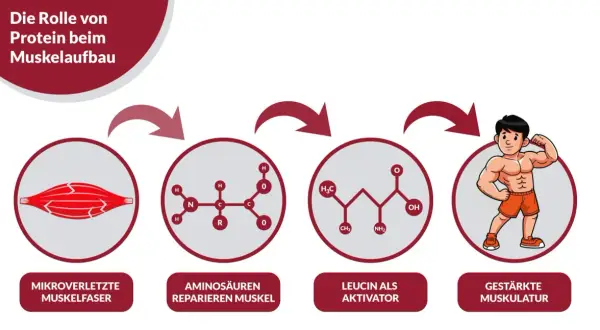 Schema zeigt, wie Aminosäuren Mikroverletzungen reparieren und Leucin den Muskelaufbau aktiviert. Wieviel Protein pro Tag Muskelaufbau unterstützt, wird hier visuell erklärt.