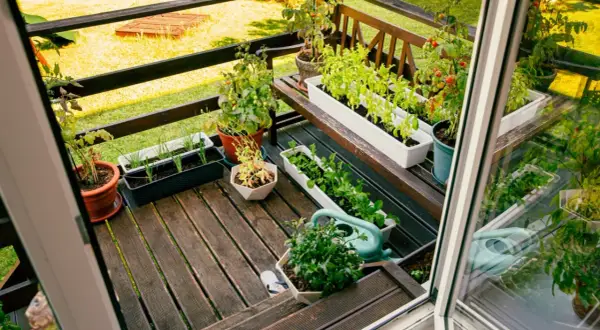 Balkon z doniczkami pełnymi ziół i warzyw, konewka i drewniana ławka.