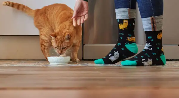 Pomarańczowy kotek zajada pyszną zupę dla kota z miseczki. Obok stoją nogi w skarpetkach z motywem kotów.
