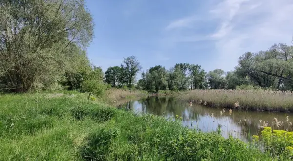 Zielona trawa i trzciny otaczają spokojną wodę w nadwarciańskim parku krajobrazowym. Drzewa tworzą zieloną ścianę w tle.