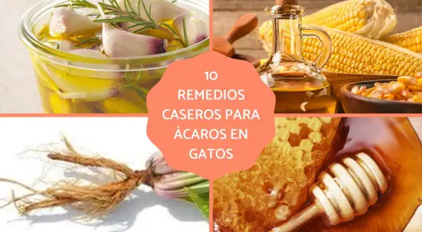 Remedios caseros para ácaros en gatos: maceración de ajo, aceite de maíz, raíz de dársela amarilla y miel.