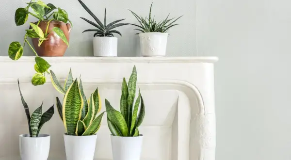 Zielone liściaste kwiaty doniczkowe: Epipremnum, Sansevieria trifasciata, Aloe vera.