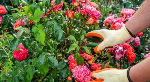 Manos enguantadas podan rosales en flor. Las tijeras cortan una rama, cuidando las rosas rosadas y anaranjadas.
