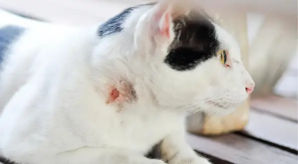 Gato blanco y negro con herida en el cuello. Un gato puede morir por un absceso si no se trata.